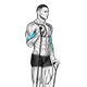 Bicep curl with band (alternating)